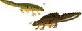 Male and female Cartoon crested newt Royalty Free Stock Photo